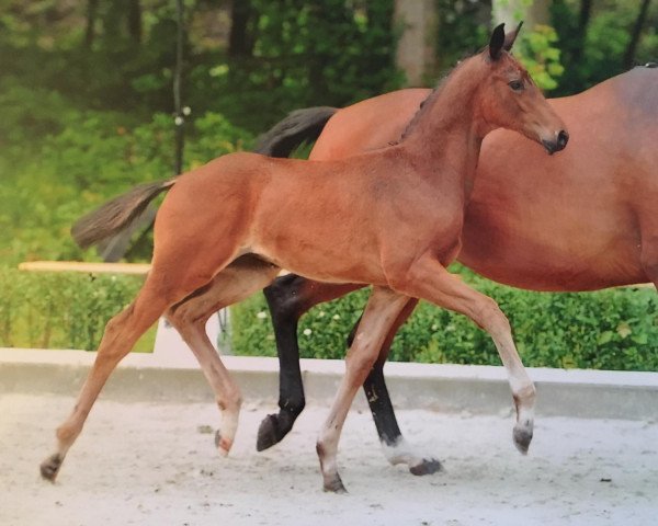 dressage horse Frohsinn (Trakehner, 2017, from Helium)