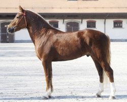 stallion Chadow CH (Freiberger, 2008, from Coventry CH)