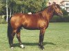 stallion Canada (Freiberger, 1990, from Calgary)