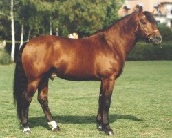 stallion Canada (Freiberger, 1990, from Calgary)