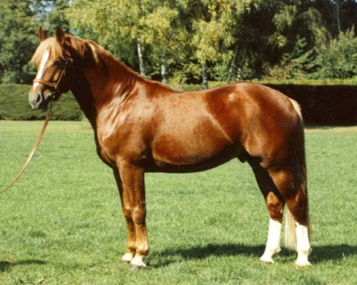 Deckhengst Cabernet CH (Freiberger, 1993, von Cadix)