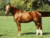 stallion Cabernet CH (Freiberger, 1993, from Cadix)