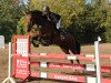 jumper Nepomuk 329 (German Sport Horse, 2012, from Noblissimo)