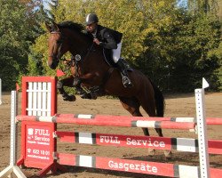 jumper Nepomuk 329 (German Sport Horse, 2012, from Noblissimo)