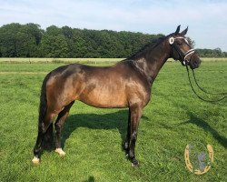 dressage horse Glückskind Fb (Westphalian, 2015, from Goldberg)