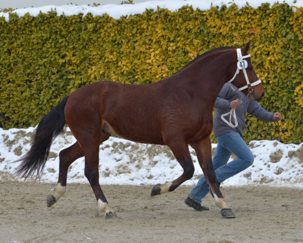 stallion Edifice CH (Freiberger, 2015, from Eucario CH)