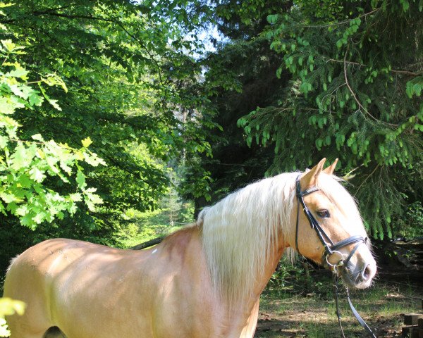 dressage horse Gerhard (15,625% ox) (Edelbluthaflinger, 1995, from Gibraltar (25% ox))