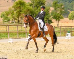 dressage horse Trézéguet (Trakehner, 2007, from Freudenfest)