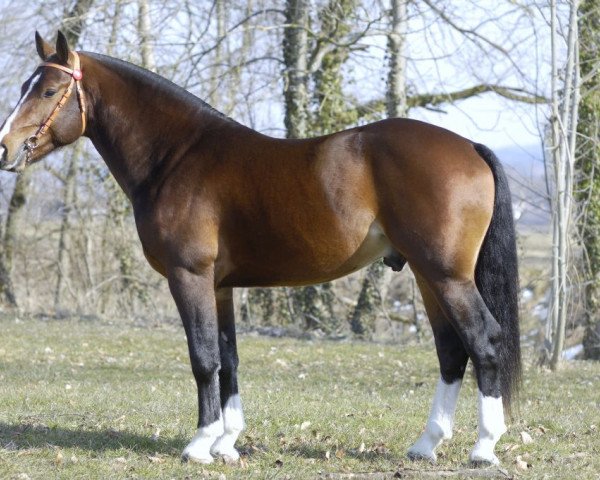 stallion Euro III CH (Freiberger, 2006, from Eiffel)