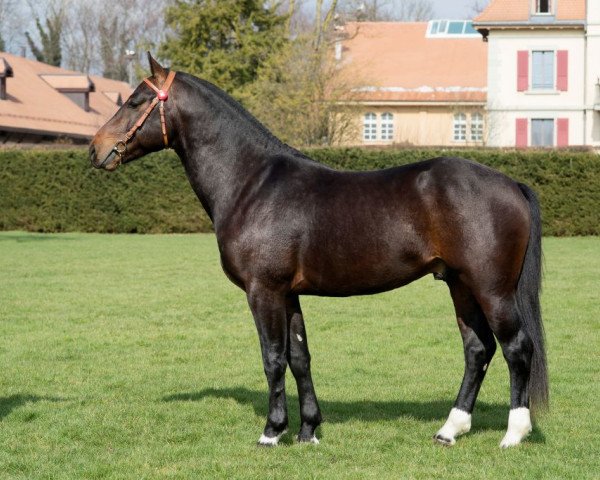 stallion Laos (Freiberger, 2013, from Libero)