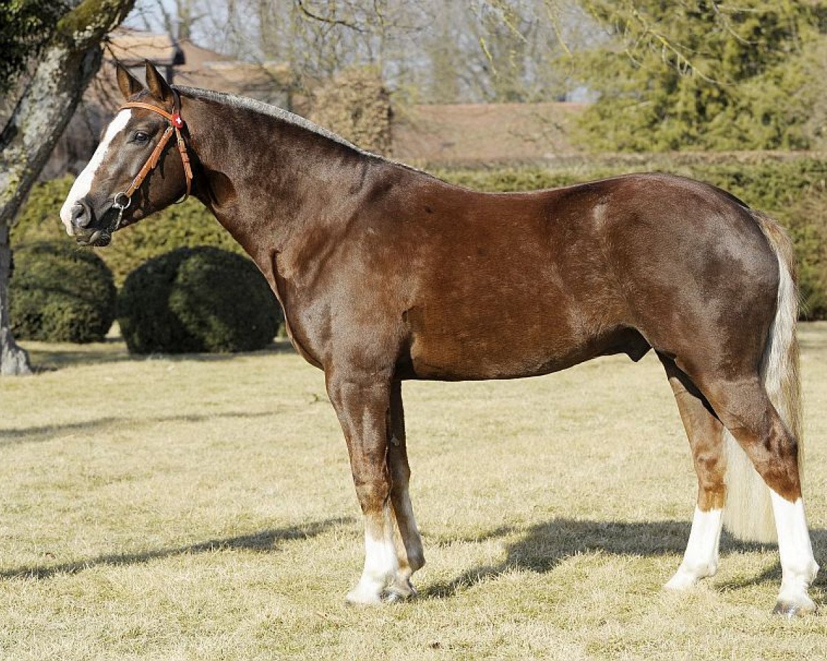 Deckhengst Leon (Freiberger, 2008, von L'Artiste III CH)