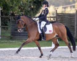 dressage horse Auheim's Maximus (German Riding Pony, 2002, from Horsegate Minstrel)