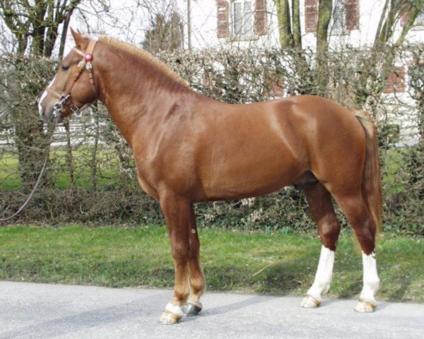 stallion Lordon (Freiberger, 1998, from Logan)