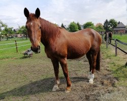 broodmare Eyke (Rhinelander, 1994, from Ehrentanz I)