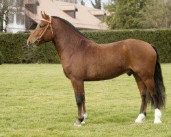 stallion Rencard CH (Freiberger, 2014, from Ravel)