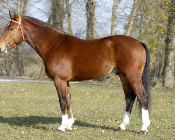 stallion Valderama CH (Freiberger, 2006, from Versace)