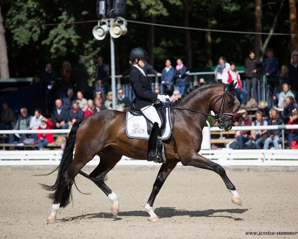 dressage horse F - Type OLD (Oldenburg, 2014, from Franziskus FRH)