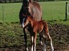 dressage horse Be Happy WF (Westphalian, 2018, from Callaho's Benicio)