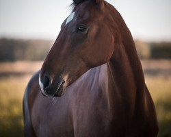 dressage horse Daiquiri B (Hanoverian, 2009, from Dauphin)