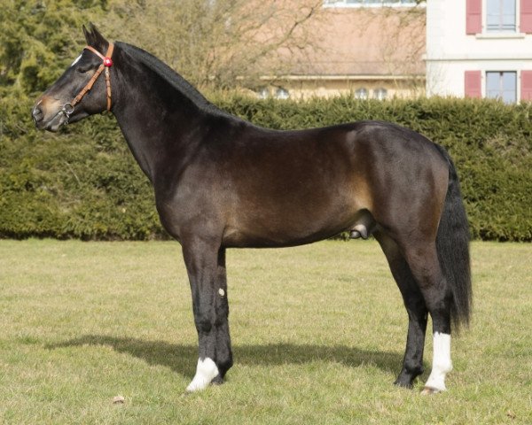 stallion Novac vom Meierhof (Freiberger, 2011, from Norton)