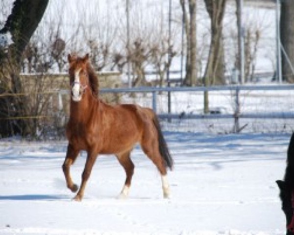dressage horse Gwenny (German Riding Pony, 2008)