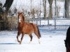 Dressurpferd Gwenny (Deutsches Reitpony, 2008)