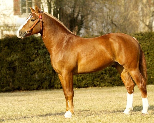 stallion Nolane (Freiberger, 2002, from Nagano II CH)