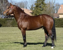 dressage horse Nixon IV CH (Freiberger, 2012, from Nadal III CH)