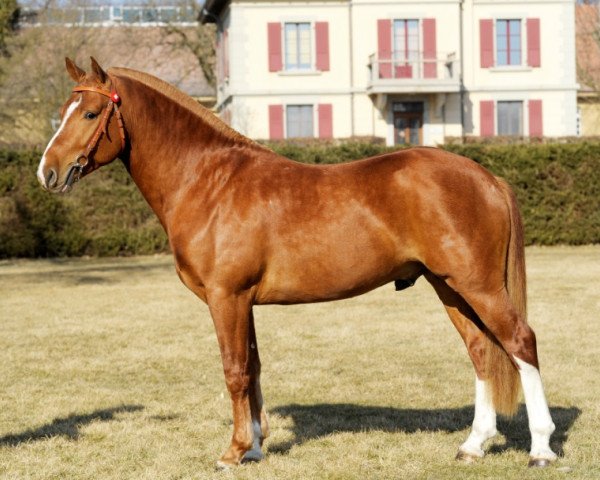dressage horse Ninjo H.R.E. (Freiberger, 2009, from Nejack)
