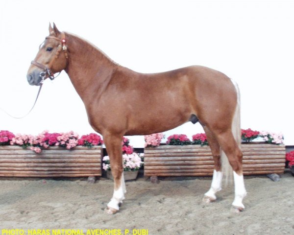 stallion Nick VII CH (Freiberger, 1999, from Nolo)