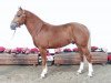 stallion Nick VII CH (Freiberger, 1999, from Nolo)