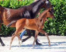 dressage horse Hengst von Diamond First (Westphalian, 2019, from Diamond First)