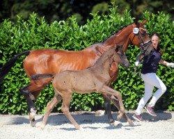 dressage horse Stute von Dark Dressed Man (Oldenburg, 2019, from Dark Dressed Man)