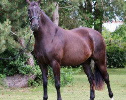 broodmare Lady Love (Danish Warmblood, 2016, from Blue Hors Dreamline)