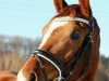 dressage horse Cool Diamond 6 (Hanoverian, 2014, from Coal Diamond)