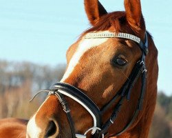 dressage horse Cool Diamond 6 (Hanoverian, 2014, from Coal Diamond)