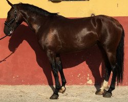 horse Solea (Lusitano, 2012)