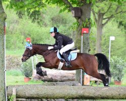 dressage horse Nikito 13 (German Riding Pony, 2003, from Nabor)