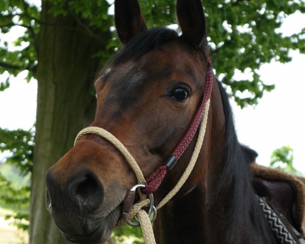 Pferd Uvita (Trakehner, 2009, von Halimey Go)