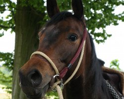 horse Uvita (Trakehner, 2009, from Halimey Go)