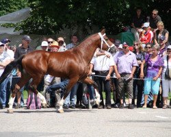 stallion Eucario CH (Freiberger, 2010, from Eclar)