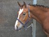 dressage horse Ninoi du Peupé (Freiberger, 2007, from Noble Coeur)