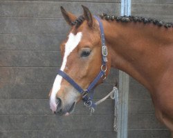 dressage horse Ninoi du Peupé (Freiberger, 2007, from Noble Coeur)