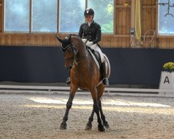 dressage horse Rock of Ages (Westphalian, 2009, from Rock Forever NRW)