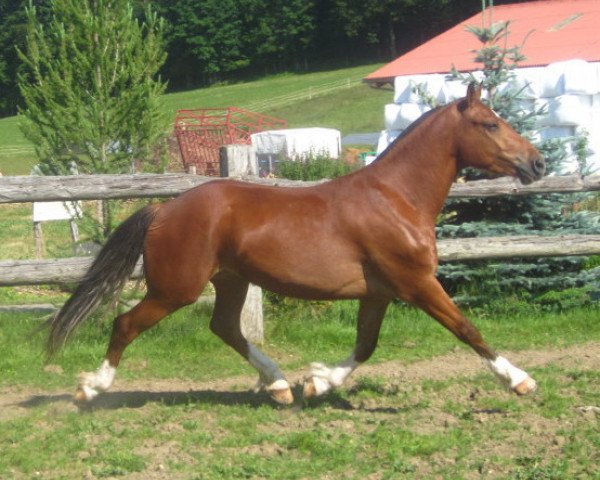 stallion Nord du Peupé CH (Freiberger, 2010, from Noble Coeur)