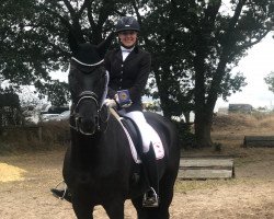 dressage horse Waldgeist 30 (Austrian Warmblood, 2009, from Wachhorst)