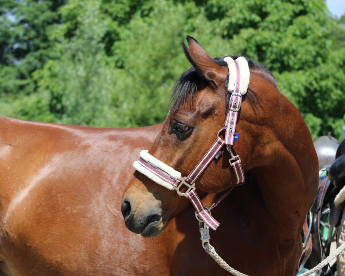 Pferd Tip Top the Champ (Deutsches Reitpony, 2004, von Till's Tamino)