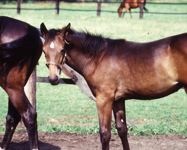 horse Piata (Westphalian, 1992, from Paradiso)