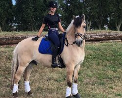 dressage horse Somnus (Fjord Horse, 2007, from Sogneblakken)