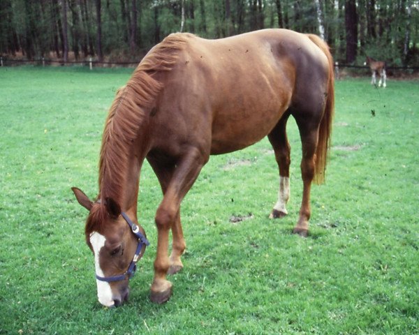 broodmare Warts Ab (Hanoverian, 1986, from Winrich)